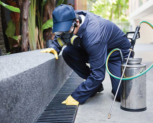 pest control and covid sanitization services